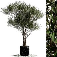 Plants collection 724