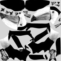 Toucan Bird Animation