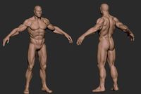 Basemesh Male Body  comics style zbrush
