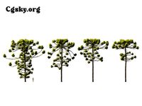 Araucaria  angustifolia - Brazilian pine 05  Tree