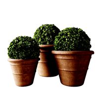 Boxwood Set 03
