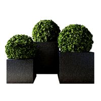 Boxwood Set 02