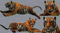 Tiger Animated