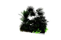 Garden And Indor Plants