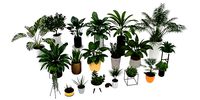 Garden And Indor Plants