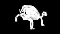 Tortoise skeleton