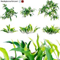 Neolepisorus fortunei GrowFX