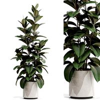 Plants collection 703