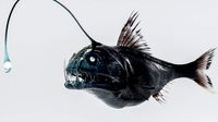 Angler Deep Sea Fish