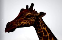 Giraffe 3D