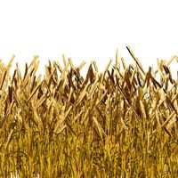 Golden wheat field
