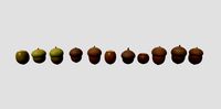 acorn