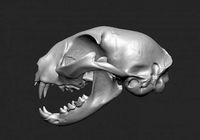 skull cat