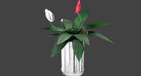 spathiphyllum