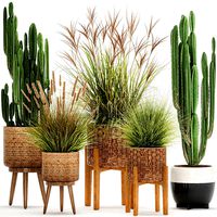 ornamental plants in rattan baskets 1081