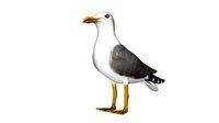 seagull sea eagle bird rigged