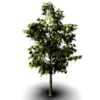 oak tree