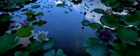 lotus pond