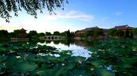 lotus pond