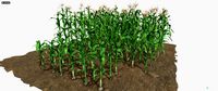 corn field