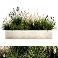 potted reeds for landscaping 1076