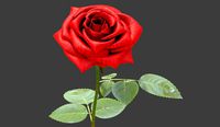 rose