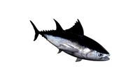 tuna fish