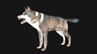 wolf