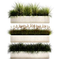 potted reeds for landscaping 1075