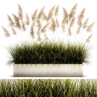 pampas grass for landscaping 1070