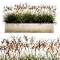 potted reeds for landscaping 1064