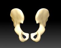 download of human hip bone