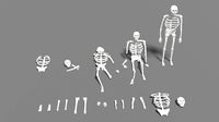 skeleton human lowpoly pack low-poly