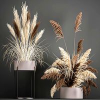 pampas grass in a flowerpot for the interior 1061