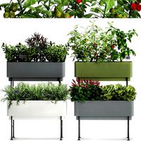 vegetable garden in the kitchen 1059