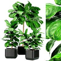 collection plant vol 18