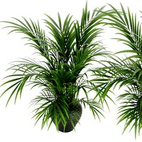 plant 004 kentia palm