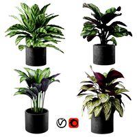 calathea collection