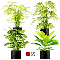 collection plant vol 2