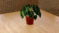 houseplant