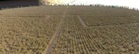cotton field