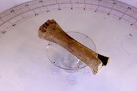 bone