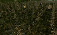 fields of corn