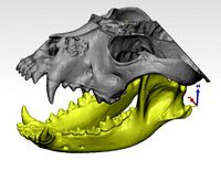 the demo model for endodontics