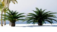 tropical trees collection