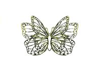 butterfly