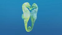 seahorse couple