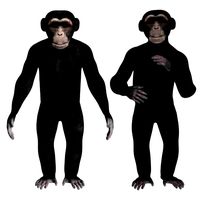 rigged chimpanzee