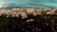 reeds