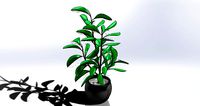 potted plants tree 2 model